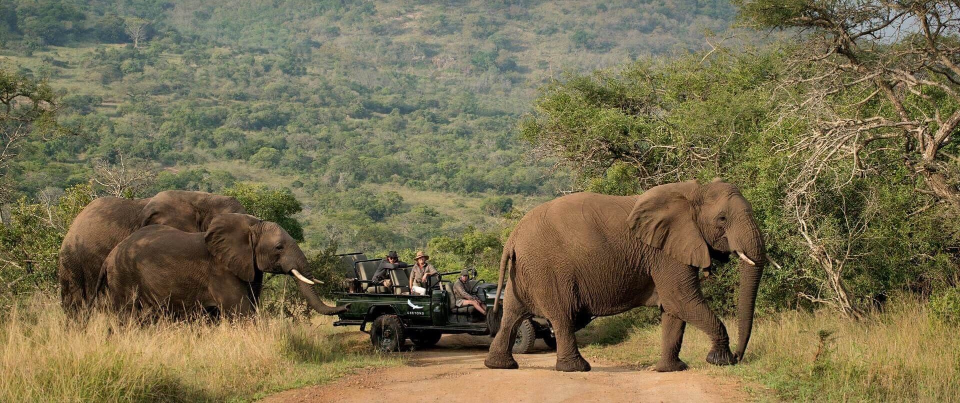 phinda-private-game-reserve